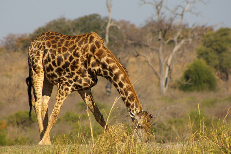 Giraffe
