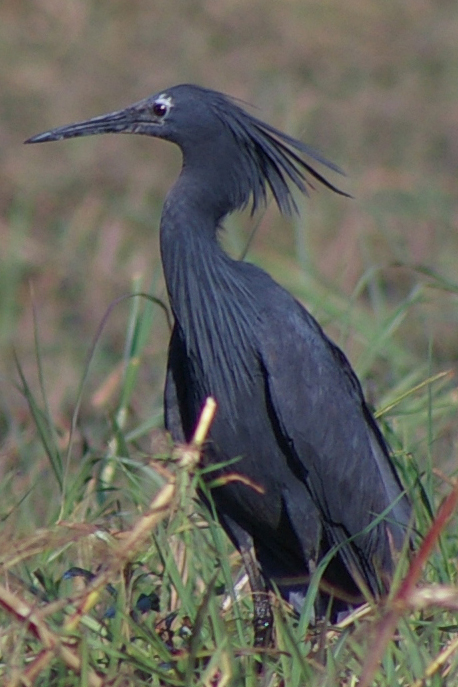Egrette ardesiaca