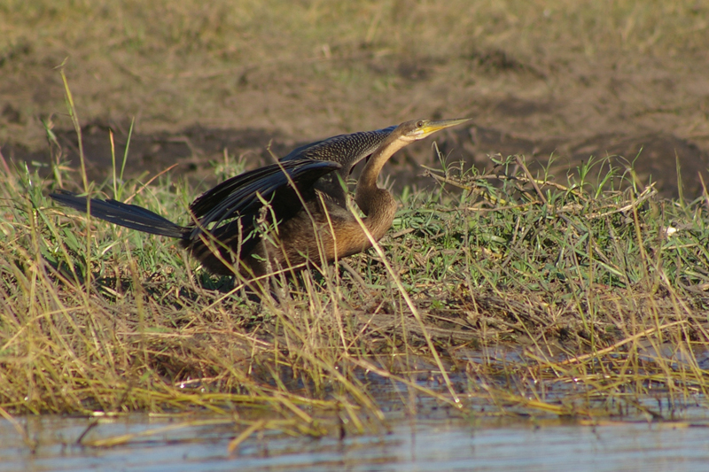 Anhinga rufa