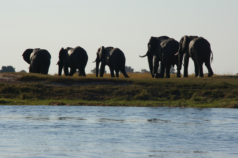 Elephants