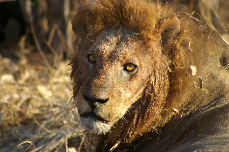 Lion