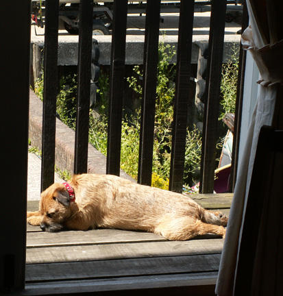 Arnie sunbathing