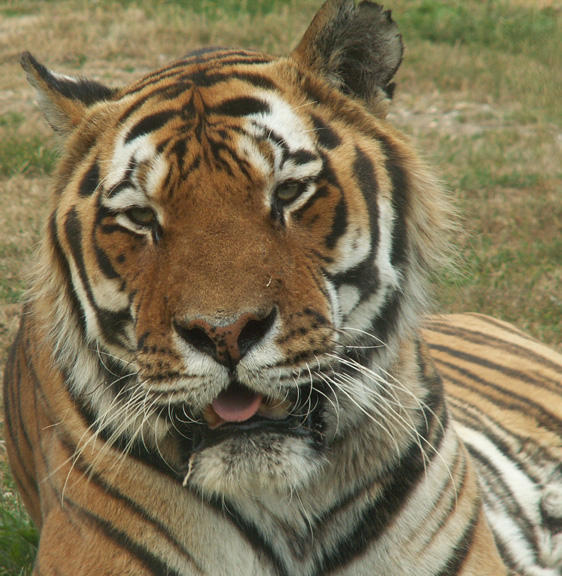 Tiger at Howletts
