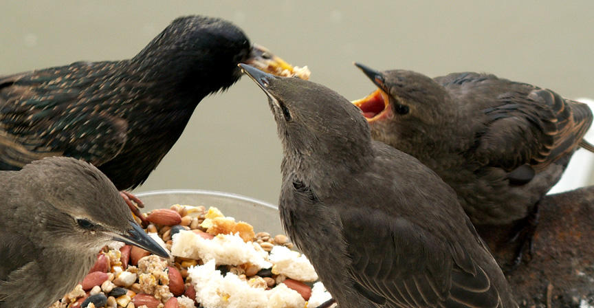 Mother Starling  feeding offspring