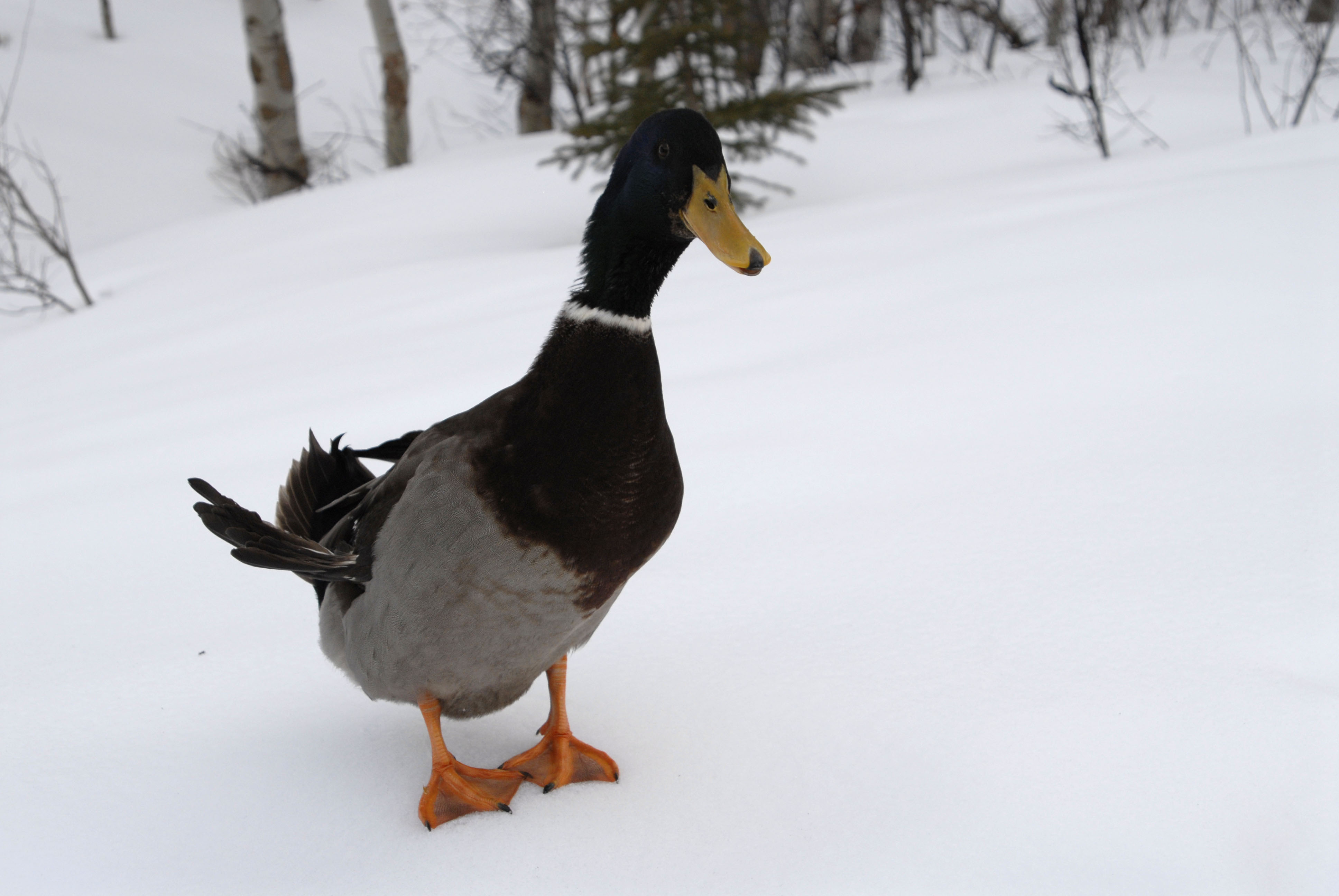 Doosie Duckson le canard de Roun 2006-4-2 009.jpg
