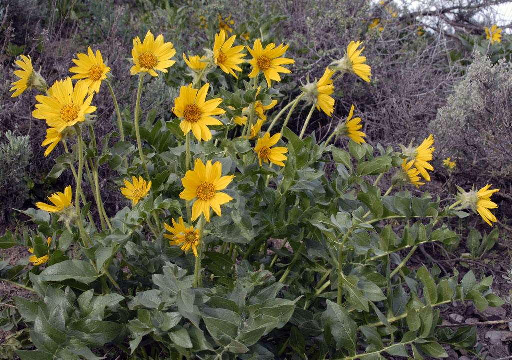 bigleaf balsamroot _DSC0923.jpg