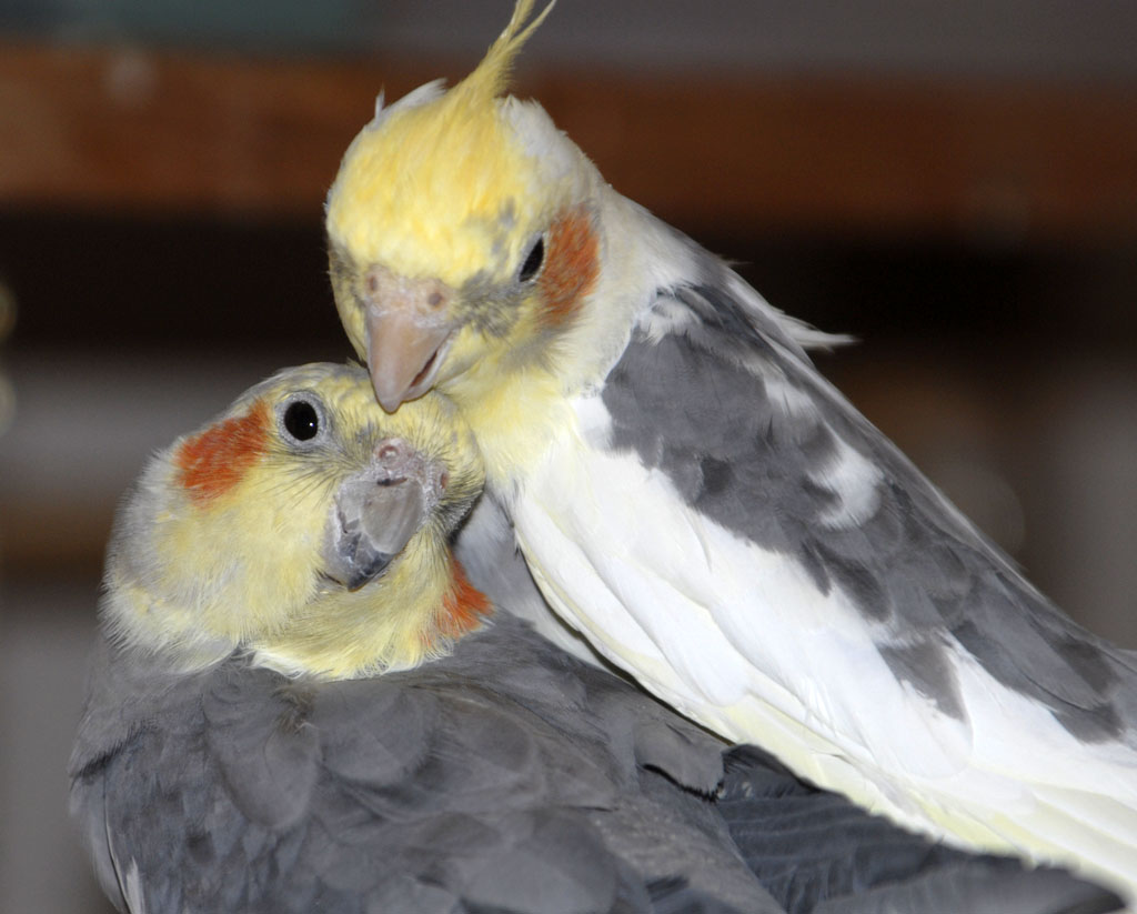 Cockatiel Brothers Treasure and Magic, sons of Ama Mama and Jake Daddy _DSC0191.jpg