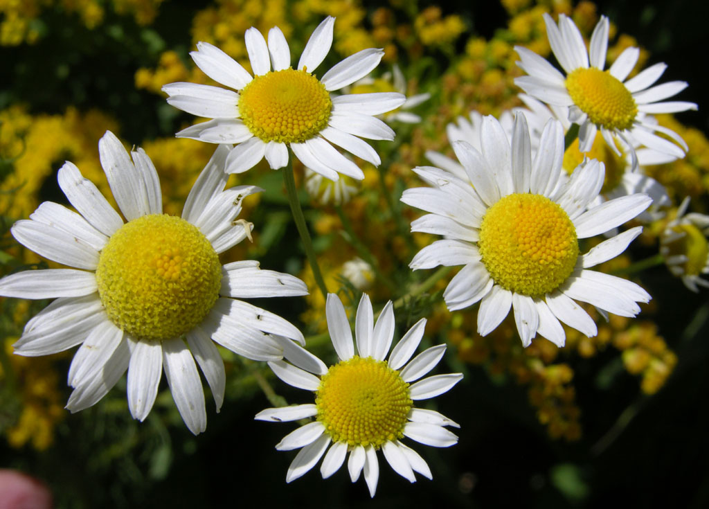 Daisies smallfile DSCN7208.jpg