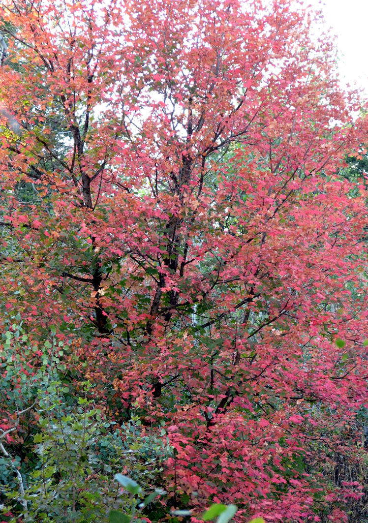 Autumn on Buckskin IMG_0606-2.jpg