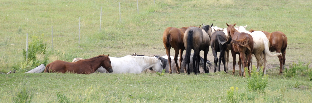 A July Fourth horse conference in Inkom _DSC5488.jpg
