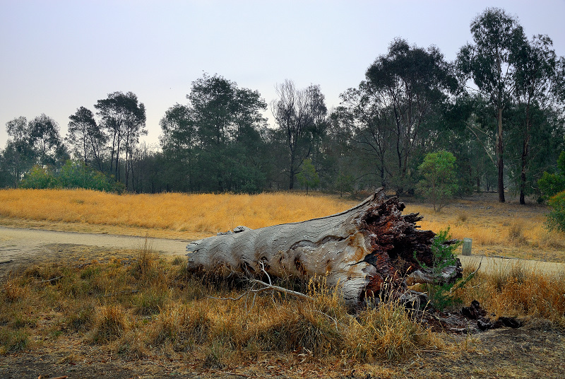 Fallen trunk