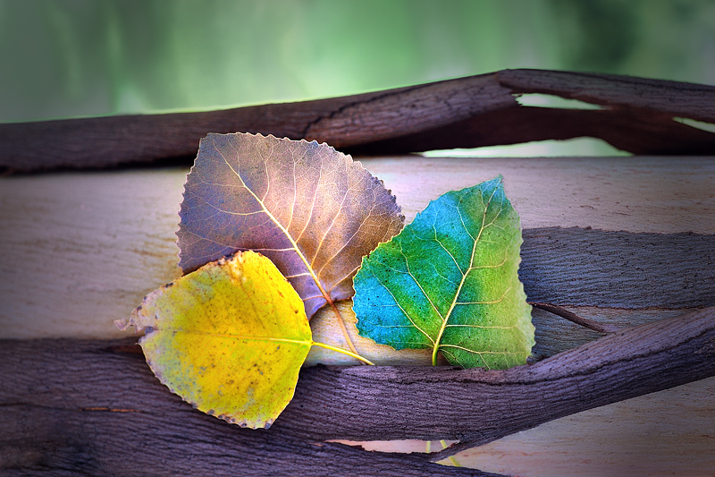Colours of Autumn