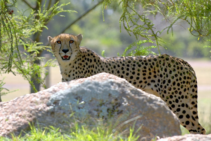 Animal Kingdom