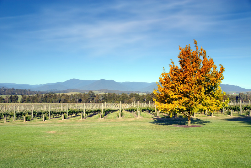 Autumn bush in the vineyard