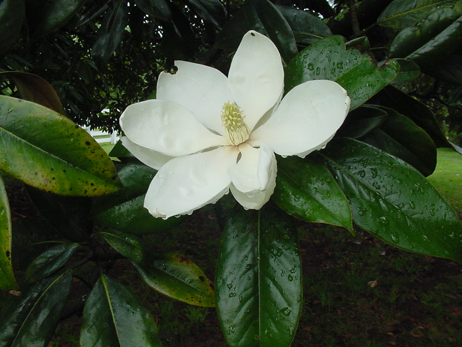 I just had to take a close-up of a magnolia blossom.  Notice the droplets of rain.