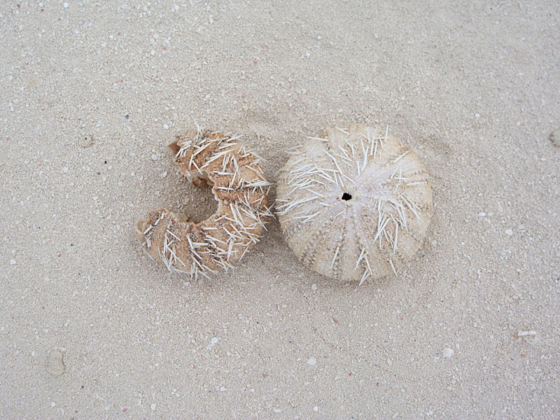 sea urchin skeletons, Bay Cay