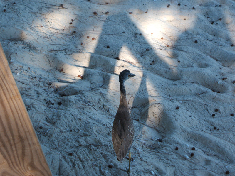 heron-like shorebird, Hollywood Beach Suites
