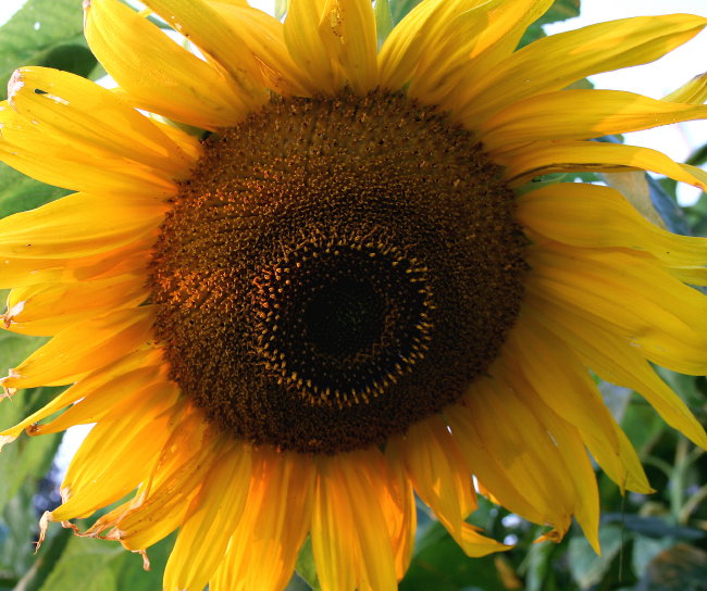 Sunflower