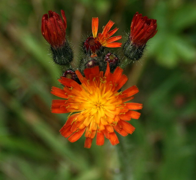 Indian Paintbrush