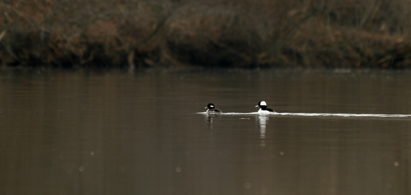 Buffalhead Ducks