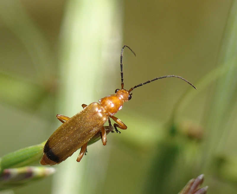 Escaravelho // Soldier Beetle (Rhagonycha fulva)