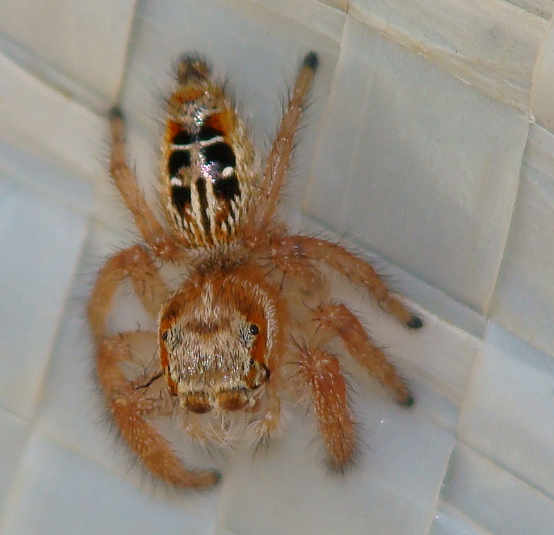Aranha da famlia Salticidae // Jumping Spider (Thyene imperialis), female