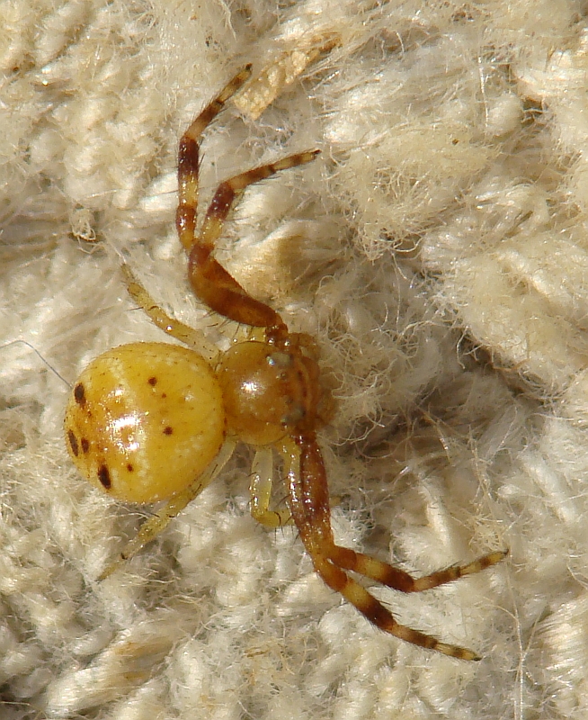 Aranha da famlia Thomisidae // Spider (Synema globosum), nymph