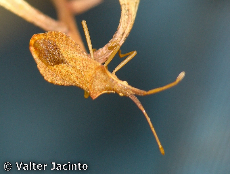 Percevejo // Bug (Haploprocta sulcicornis)