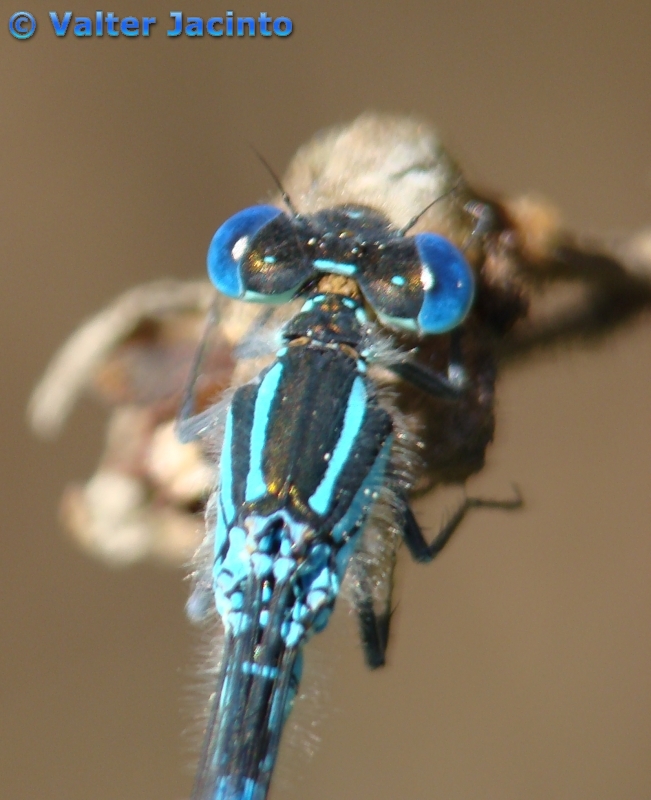 Libelinha // Blue-eye; Goblet-marked Damselfly (Erythromma lindenii lindenii), male