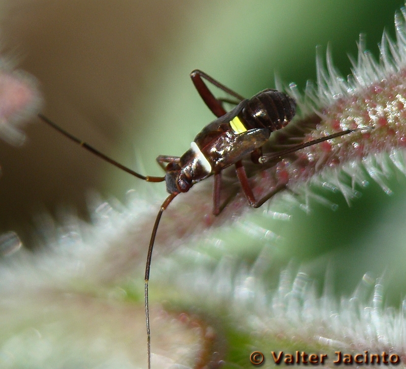 Escaravelho // Bug (Hadrodemus m-flavum), nymph