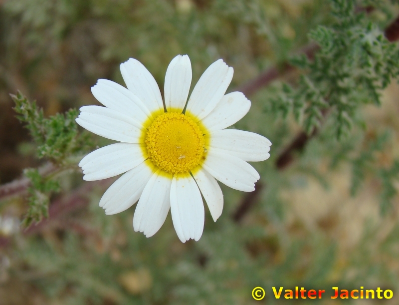 Falsa-camomila; Margao // Corn Chamomile (Anthemis arvensis)