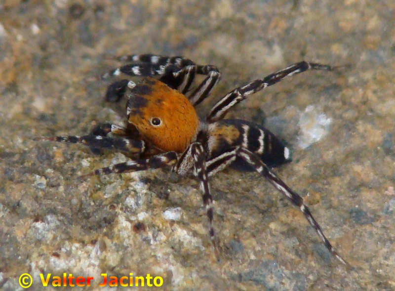 Aranha da famlia Salticidae // Jumping Spider (Cyrba algerina), male
