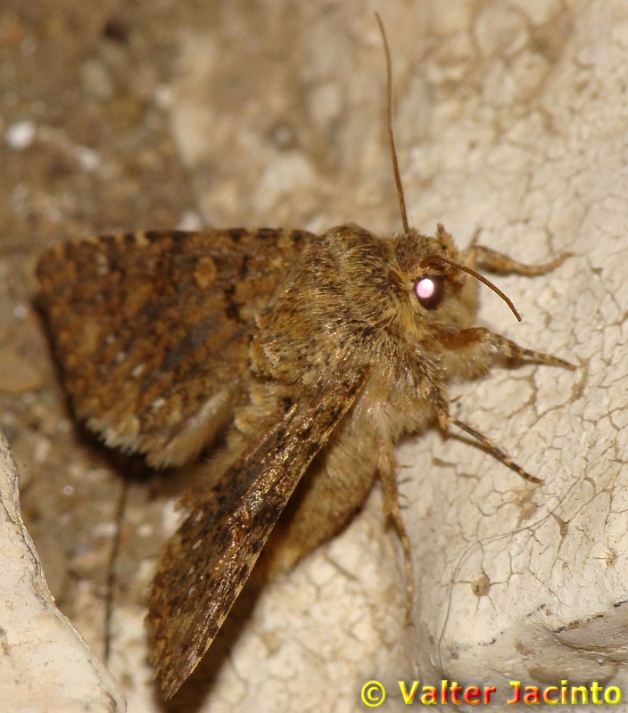 Borboleta Nocturna // Moth (Recoropha canteneri)