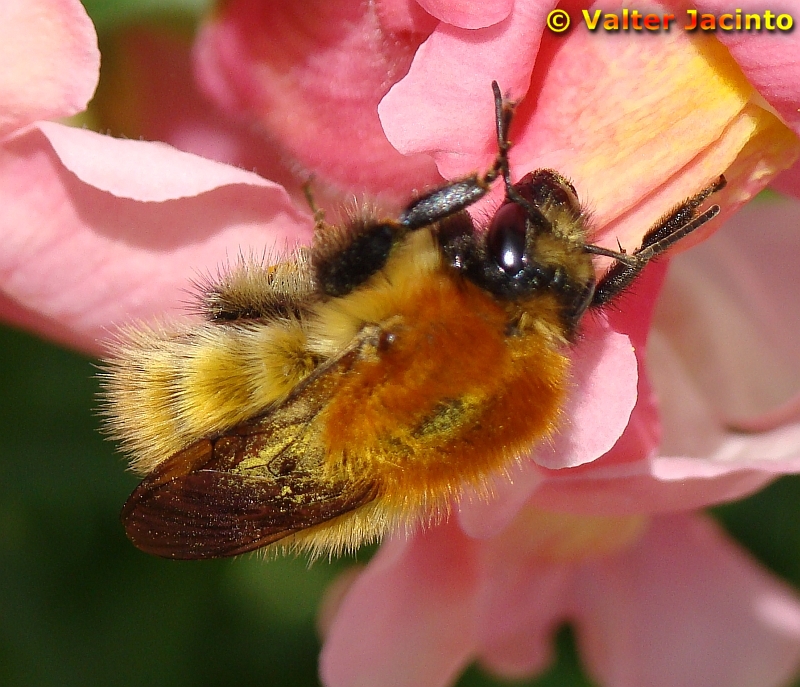 Brown Bumblebee (Bombus pascuorum), female