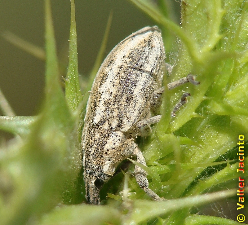 Escaravelho // Beetle (Mecaspis bedeli)