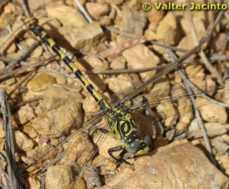 Libelinha // Small Pincertail (Onychogomphus forcipatus), male