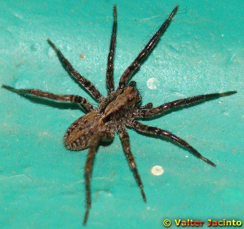 Aranha da famlia Lycosidae // Wolf Spider (Alopecosa sp.)