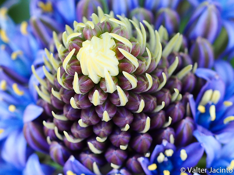 Albarr-do-Peru // Portuguese Squill (Scilla peruviana)