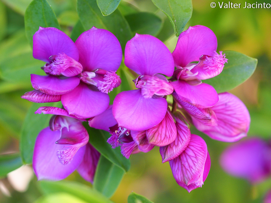 Myrtle-leaf Milkwort (Polygala myrtifolia)