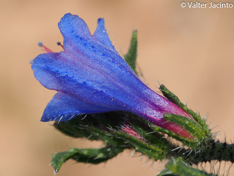 Echium gaditanum