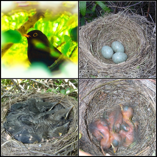 Ninho de Melro // Nest of Blackbird (Turdus merula)