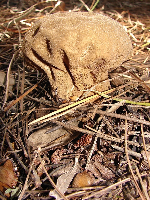 Cogumelo // Mushroom (Calvatia excipuliformis)
