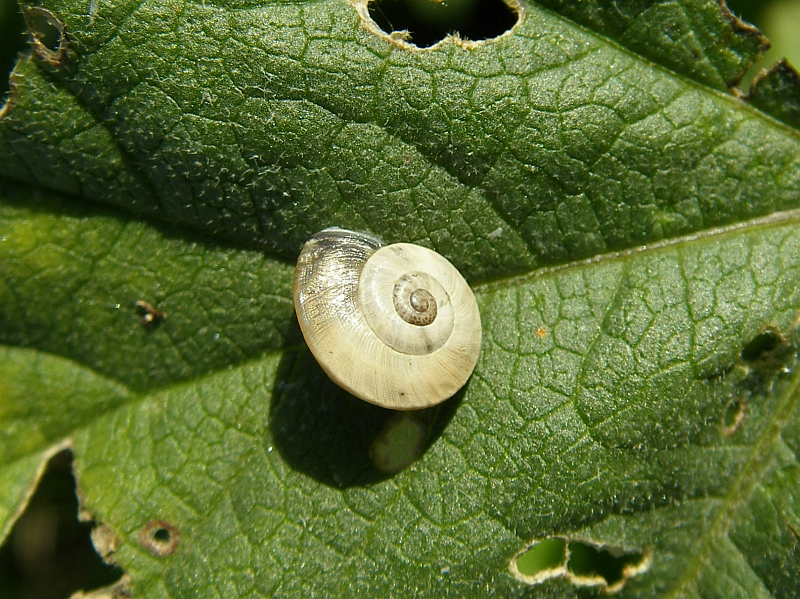 Caracol // Snail (Otala lactea or Theba pisana), Juvenile
