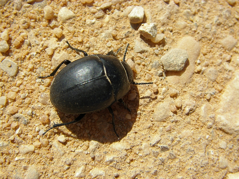 Escaravelho // Beetle (Erodius faroensis)