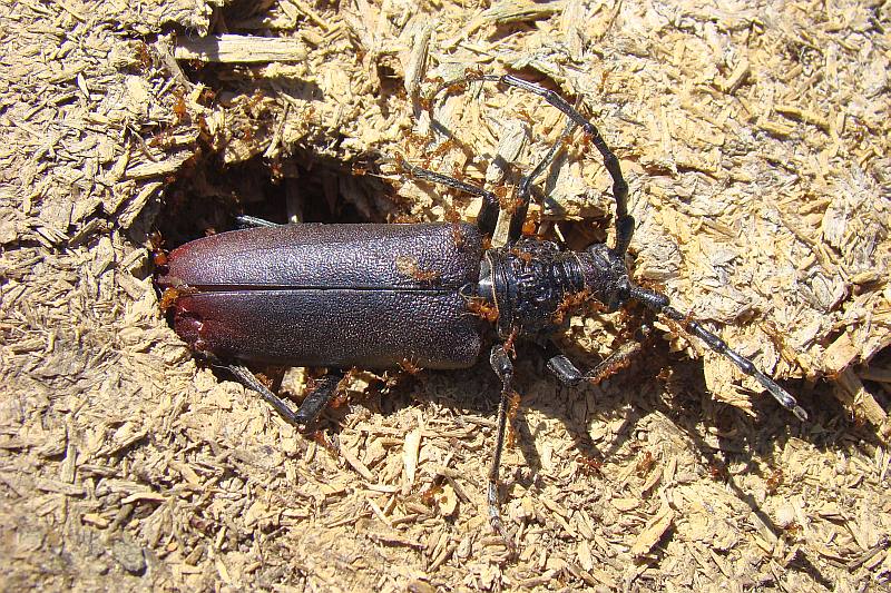 Escaravelho // Beetle (Cerambyx cerdo)