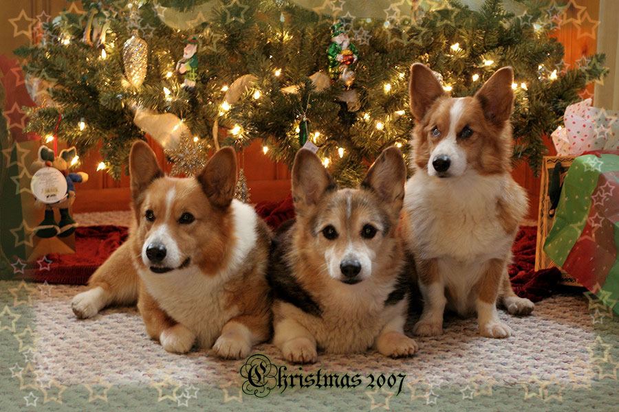 Christmas trio 2007