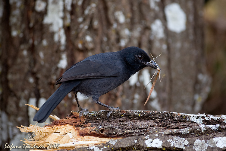 Bubu ardesia (Laniarius funebris) - Slate-coloured boubou