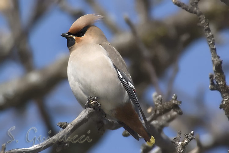 Beccofrusone (Bohemian Waxwing)