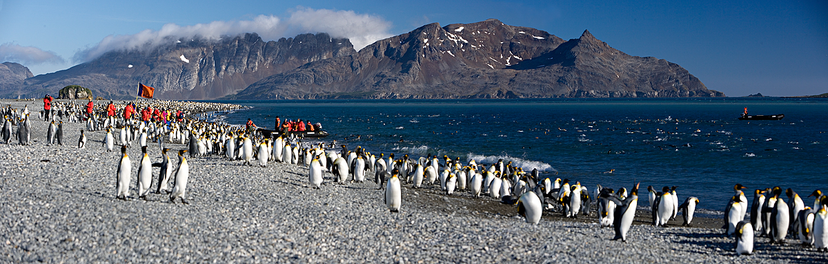 South Georgia - Antarctica