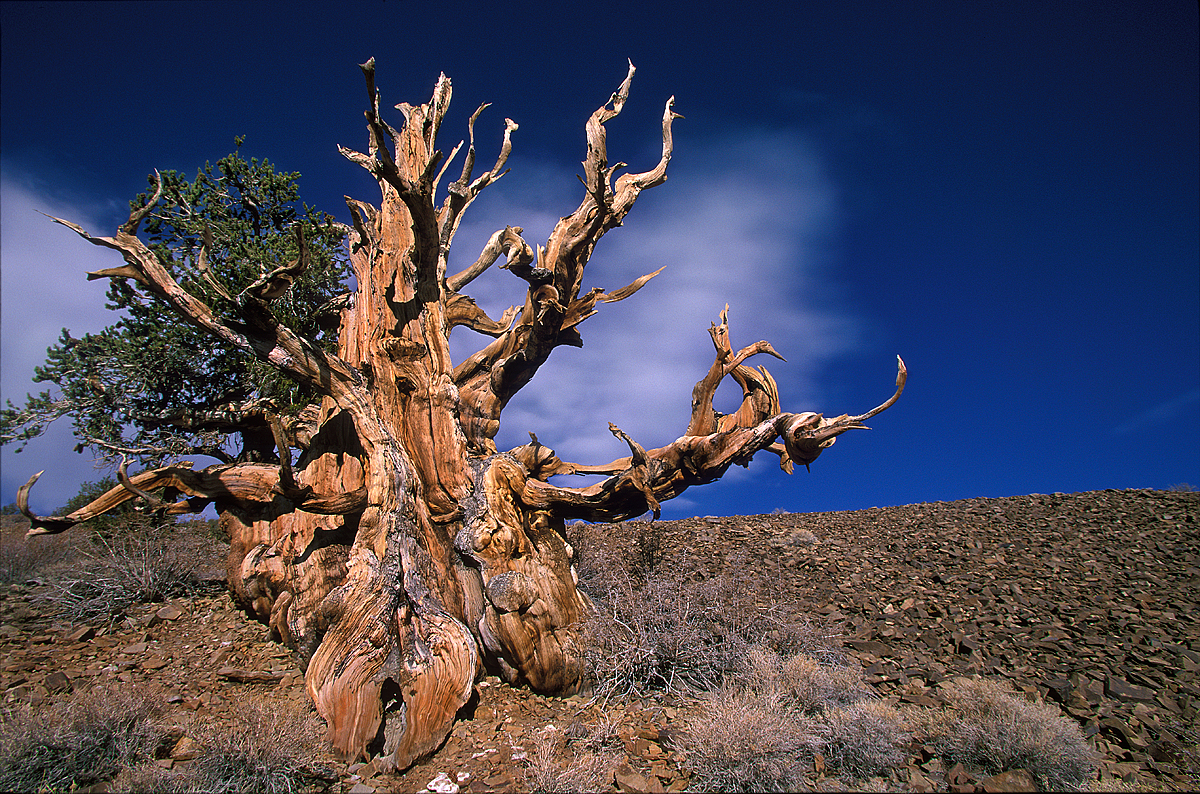 Methuselah